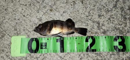 淡路島ライトフィッシング