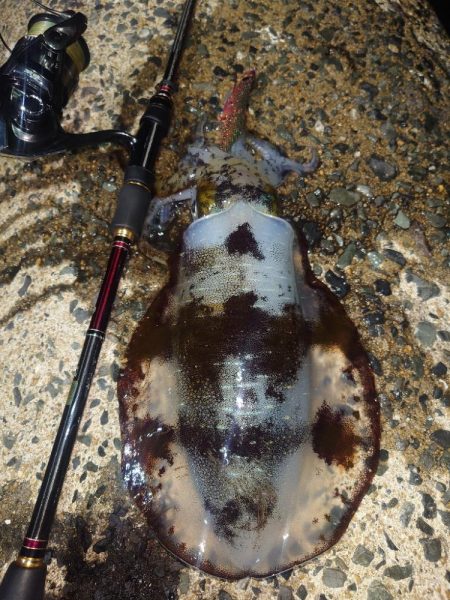 キロアップIN対馬