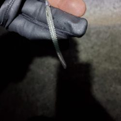 下津~湯浅間アジング情報提供します。