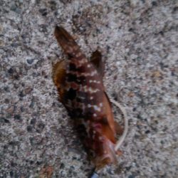 20cm超えが多くなってきました。