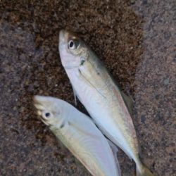 雨、大潮、朝マズメ　そして　良型