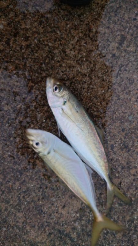 雨、大潮、朝マズメ　そして　良型