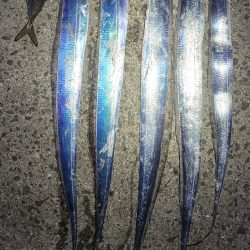 見頃の流星群、釣り頃のタチウオ