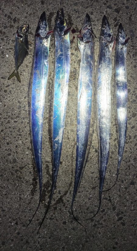 見頃の流星群、釣り頃のタチウオ