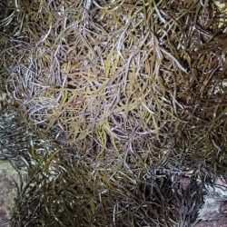 春と秋のコラボ