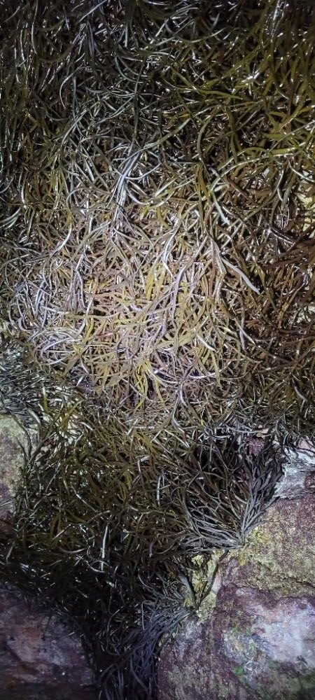 春と秋のコラボ