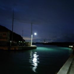 サイズupを狙ってみましたが