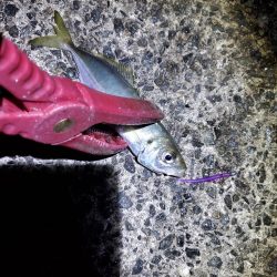 アジング 好釣果で良型多数