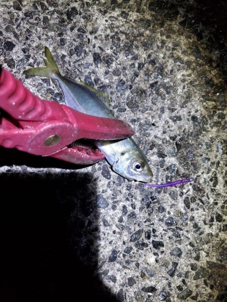 アジング 好釣果で良型多数
