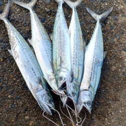 新しいリールで