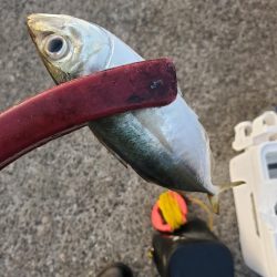 アジング　外道がたくさん