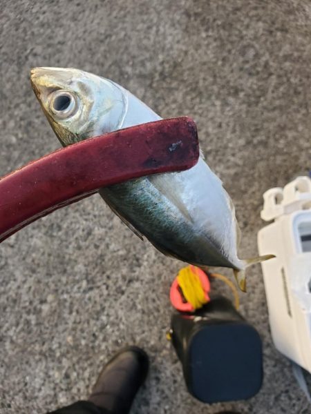 アジング　外道がたくさん