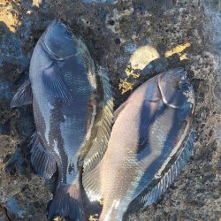 和歌山市江(吉丸渡船)でフカセ釣り