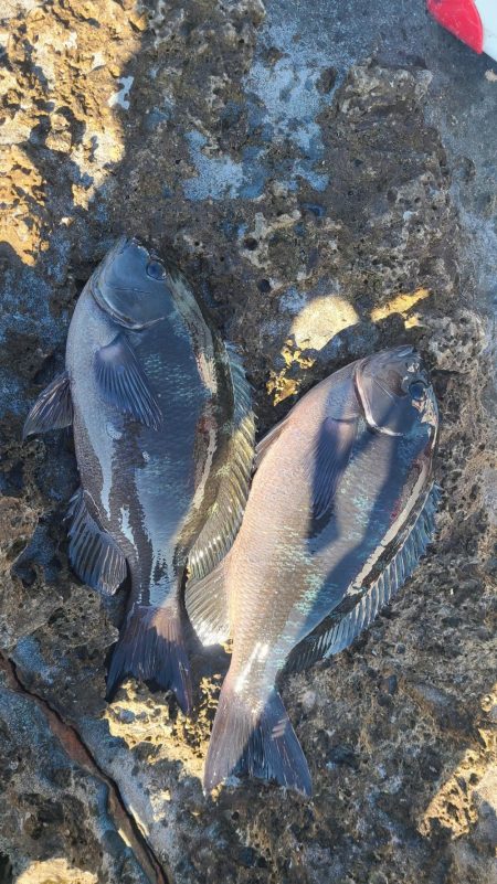 和歌山市江(吉丸渡船)でフカセ釣り