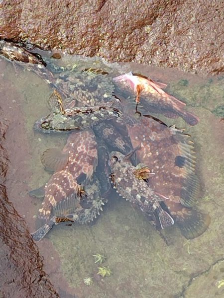 青物＆シーバス