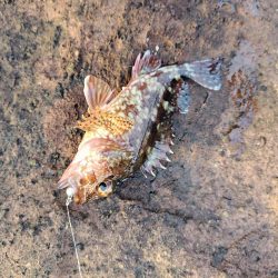 アジング&メバリング