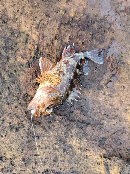 アジング&メバリング