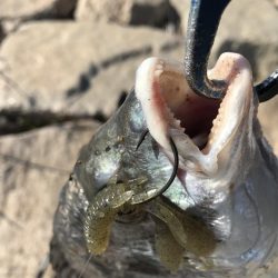 冬チニング　淀川でゲット