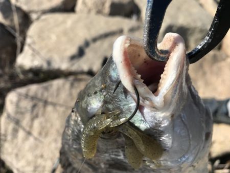 冬チニング　淀川でゲット