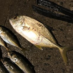 気合を入れてアジングに