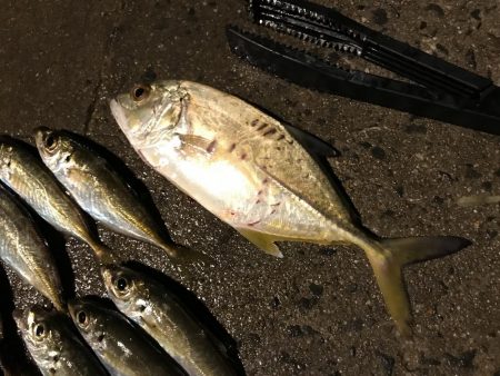 気合を入れてアジングに