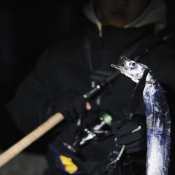 12月なのに太刀魚爆沸き！！