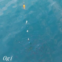 真冬でもアジが入れ食い！！