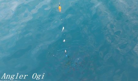 真冬でもアジが入れ食い！！