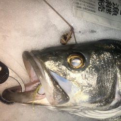 クリスマスと言えばシーバス!