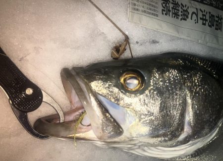 クリスマスと言えばシーバス!