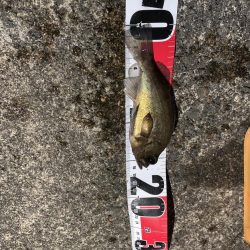 フロートの威力…。