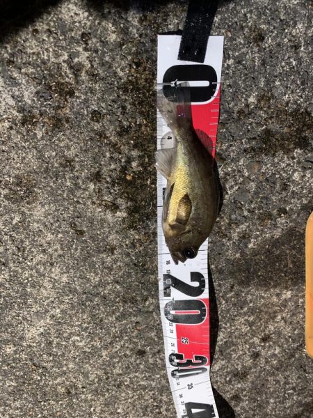 フロートの威力…。