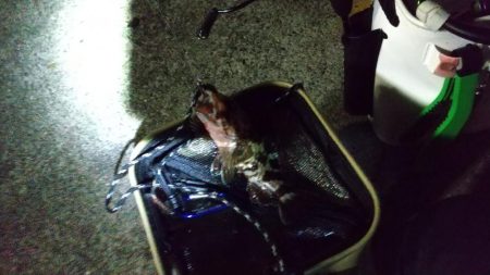 もれなく小さい