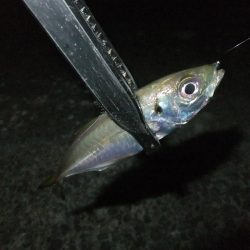 中アジを探して