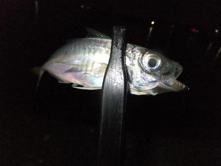 少し渋くなってきました