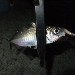 まだアジ居ました