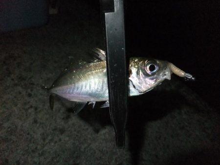 まだアジ居ました