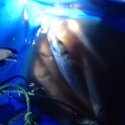 アジングでアジ