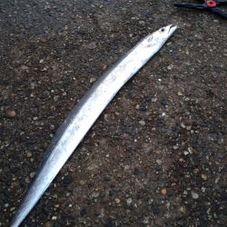 アジ、エソ、タチウオ（お）