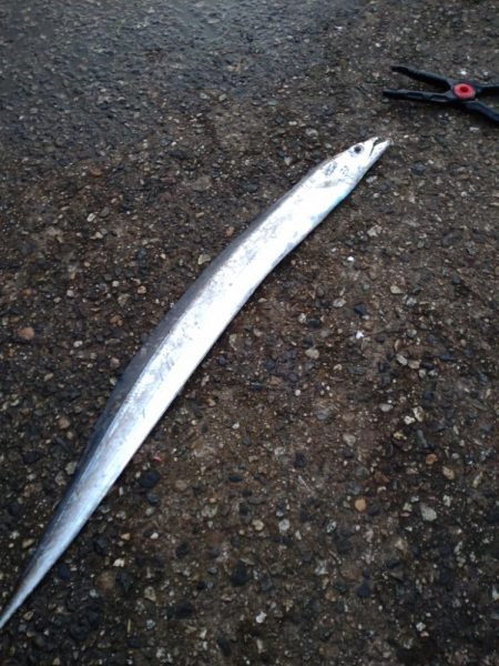 アジ、エソ、タチウオ（お）