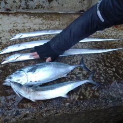 アジ、サゴシ、タチウオ、シマガツオ（おと）