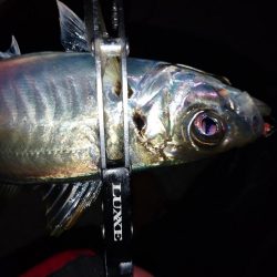 3日続けてあそこへ