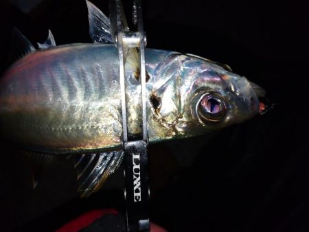 3日続けてあそこへ