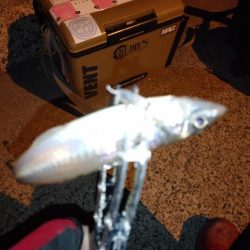 近所で豆アジング