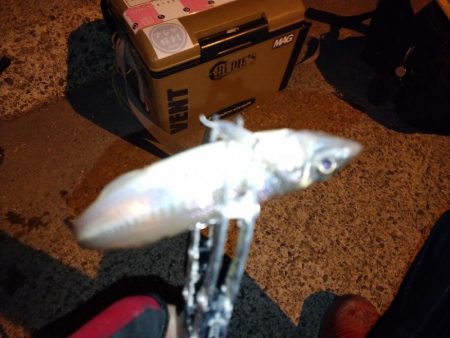 近所で豆アジング