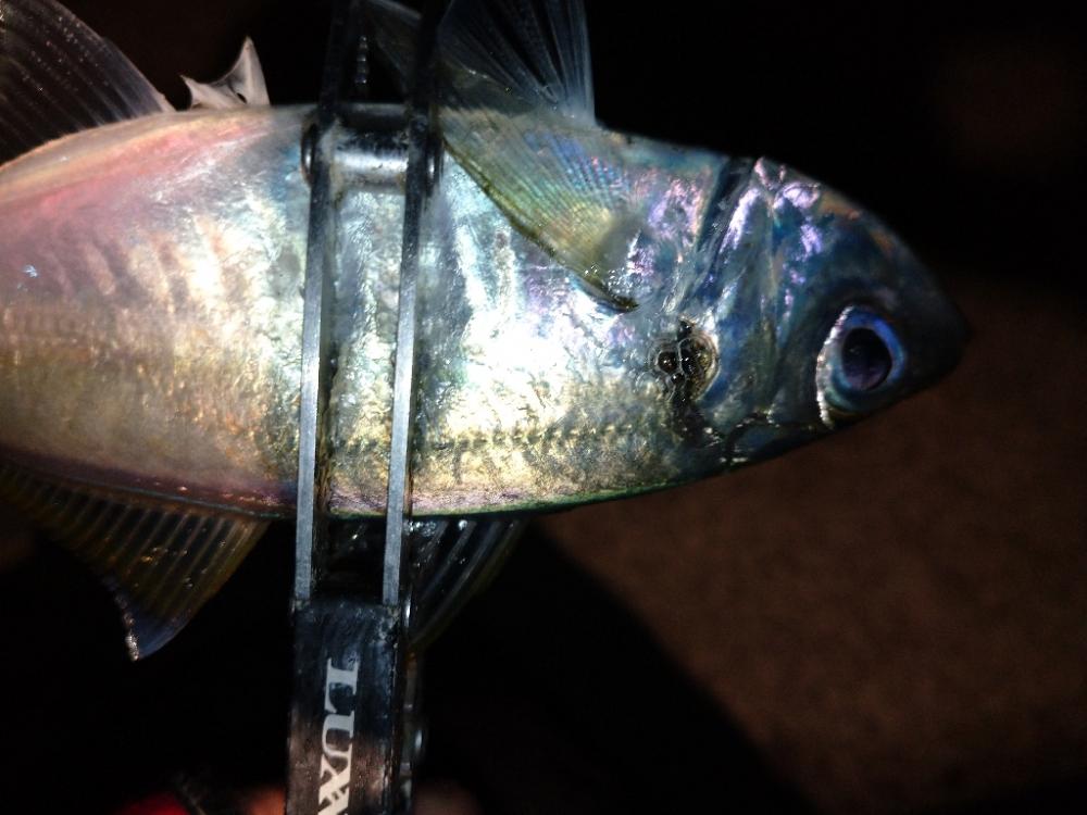 冬のアジング修行