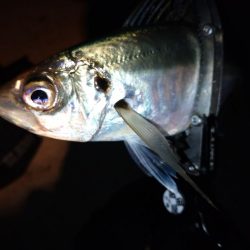 今夜はパターン掴んでボコボコ