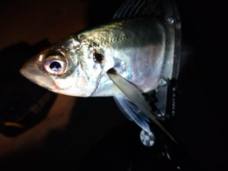 今夜はパターン掴んでボコボコ