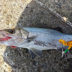 シーバス好調。