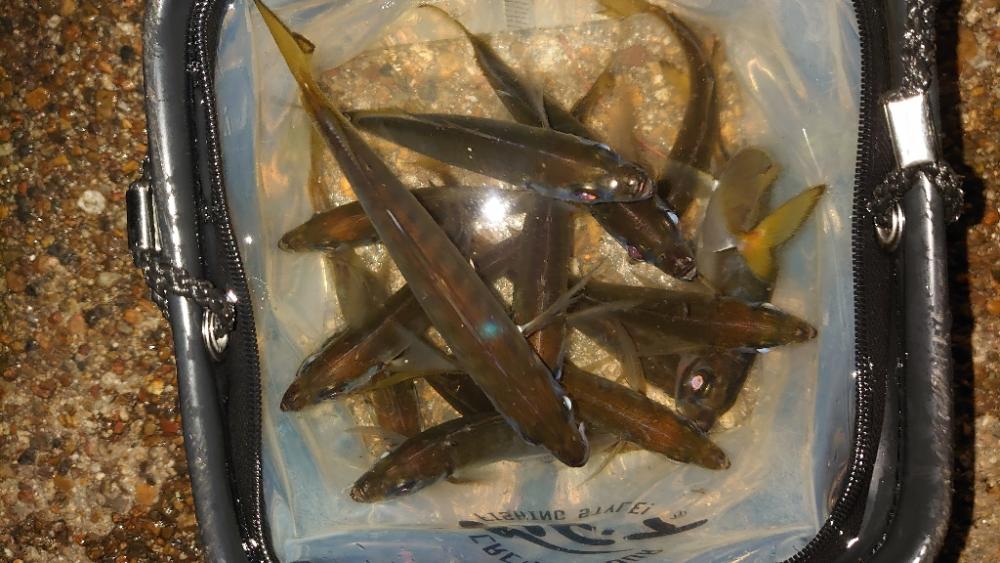 なかなか出ませんね！